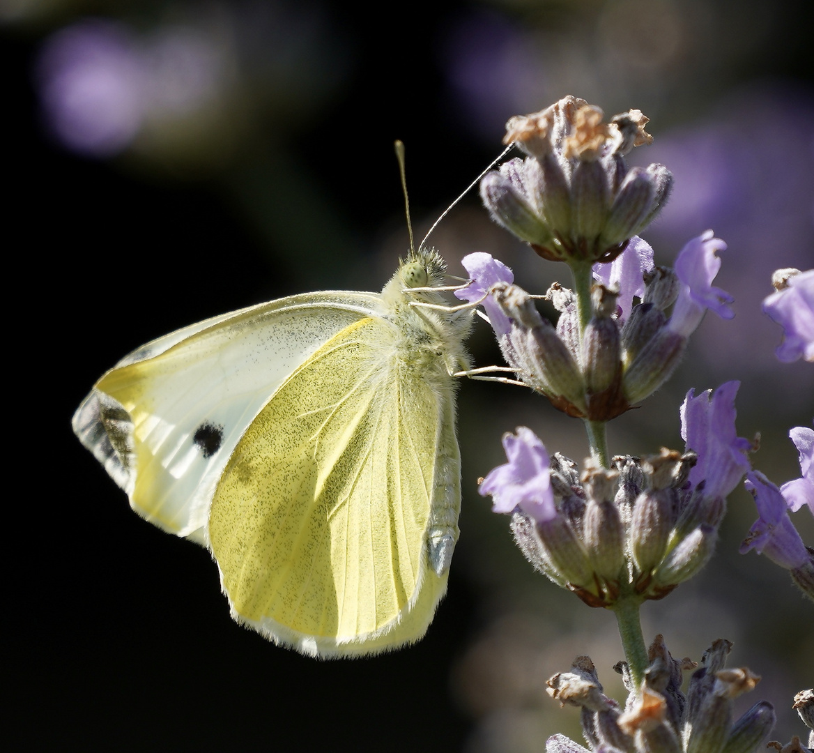 Schmetterling am Lavendel 