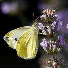 Schmetterling am Lavendel 