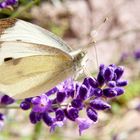 Schmetterling am lavendel