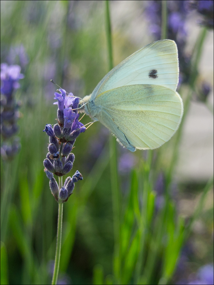 Schmetterling am Lavendel