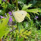 Schmetterling am Lavendelzweig