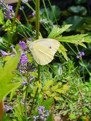 Schmetterling am Lavendelzweig