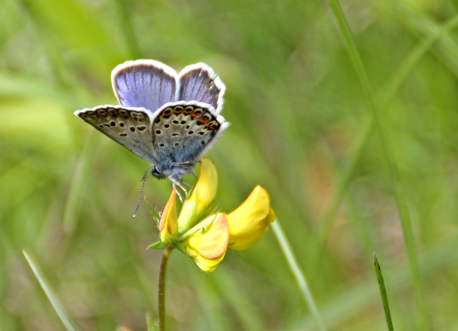 Schmetterling am Lödensee bei Ruhpolding