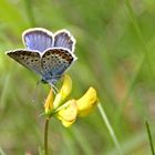 Schmetterling am Lödensee bei Ruhpolding