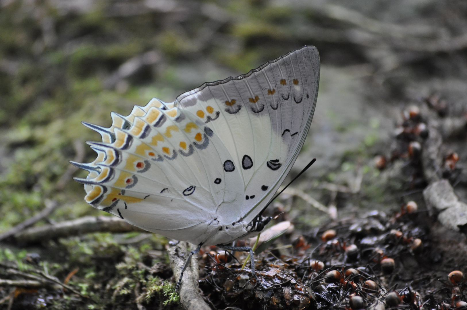 Schmetterling am Long Pasia im Regenwald von Borneo/Malaysia