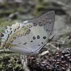 Schmetterling am Long Pasia im Regenwald von Borneo/Malaysia