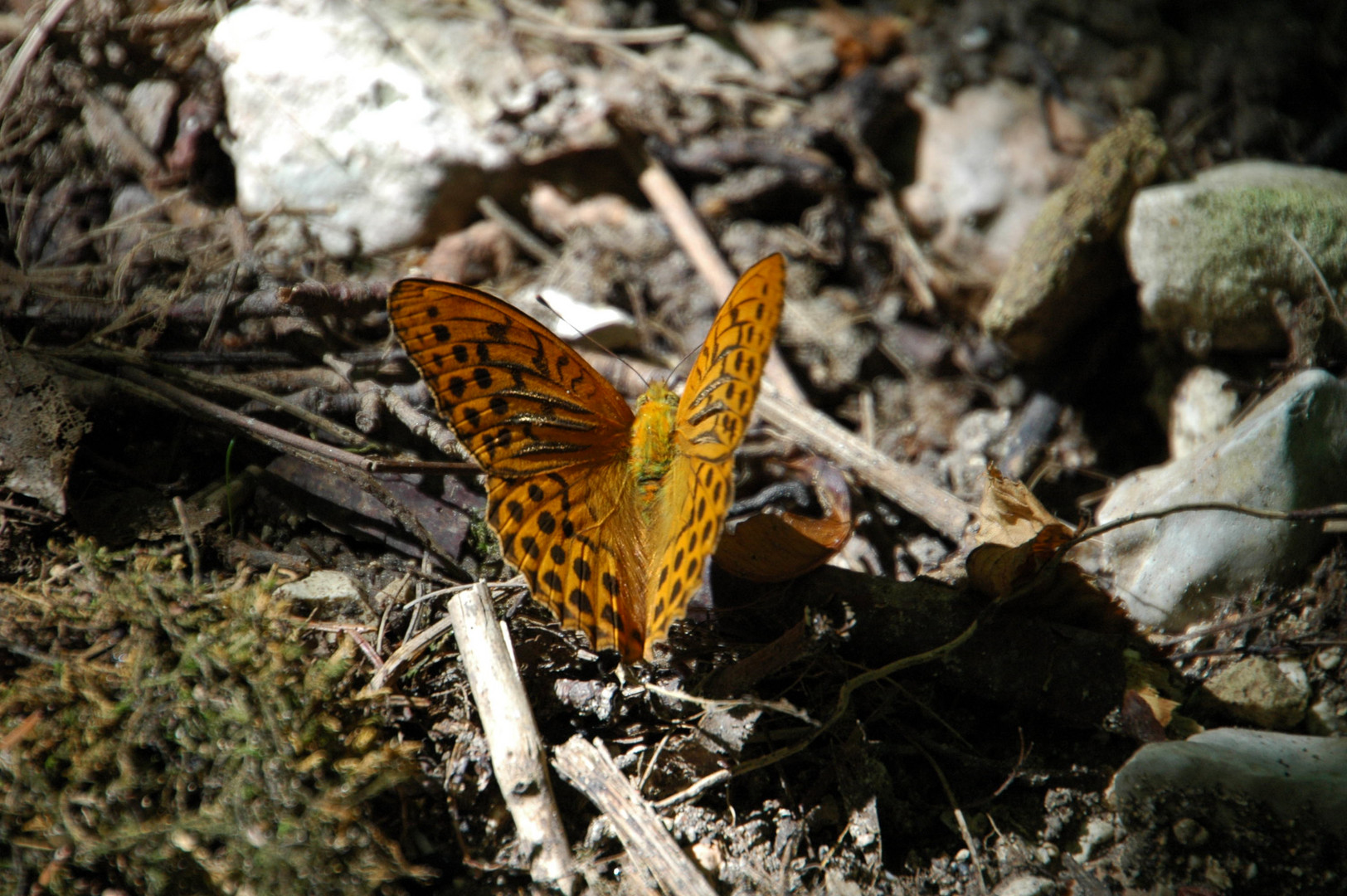 Schmetterling am Monte Baldo in Italien