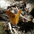 Schmetterling am Monte Baldo in Italien