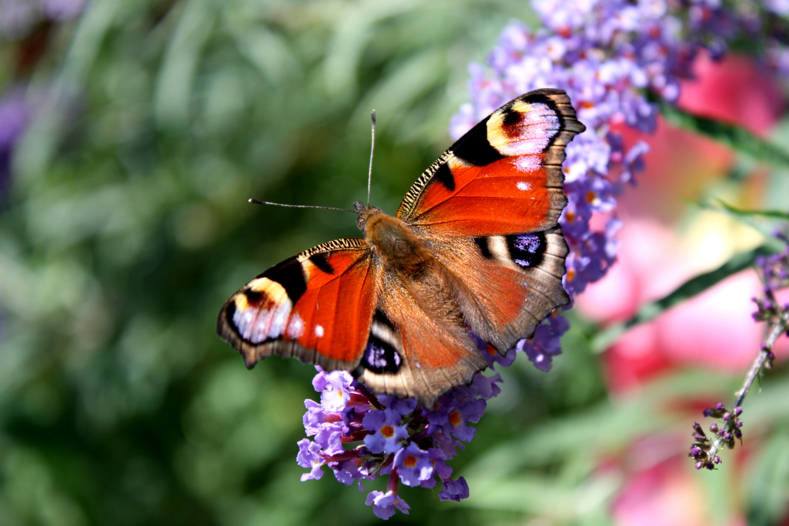 Schmetterling am Morgen