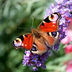 Schmetterling am Morgen