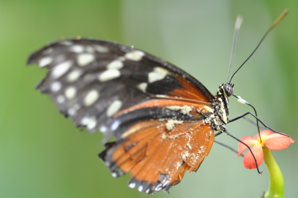 Schmetterling am Neckter sammeln ;)