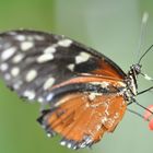 Schmetterling am Neckter sammeln ;)