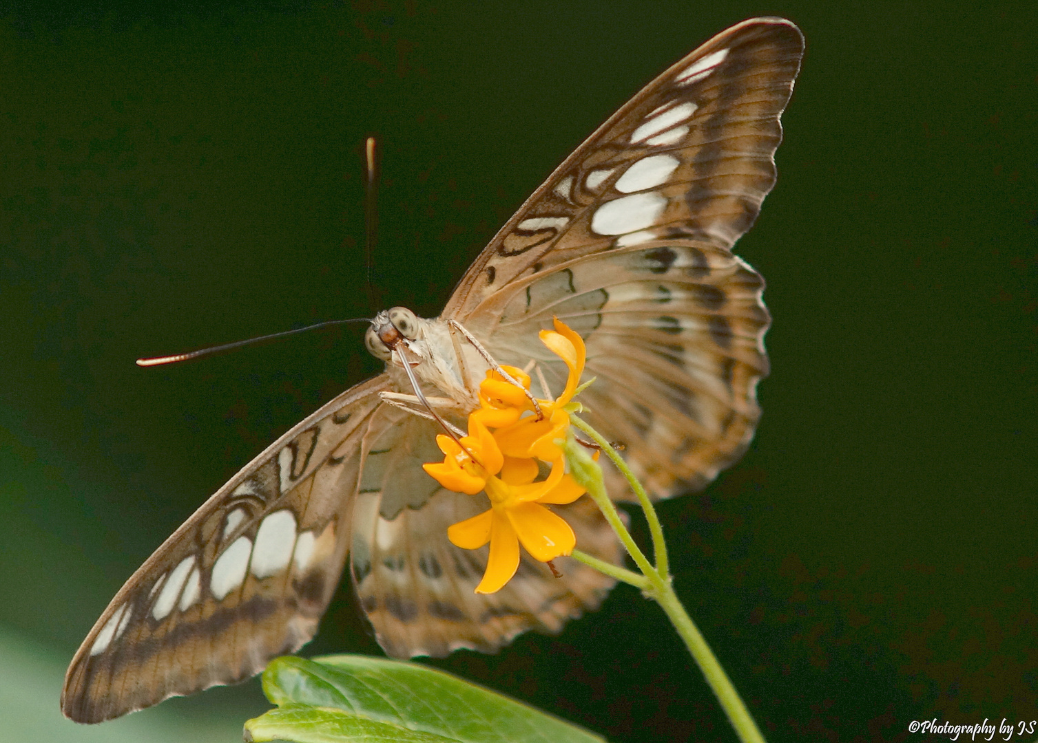 Schmetterling am Nektarsaugen