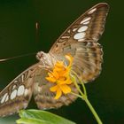 Schmetterling am Nektarsaugen