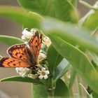 Schmetterling am Nugget Point