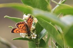 Schmetterling am Nugget Point