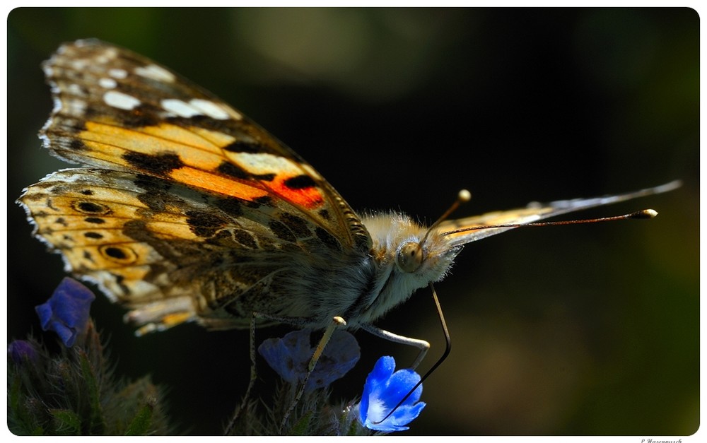 Schmetterling am Rande vom Rapsfeld