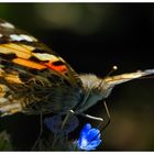 Schmetterling am Rande vom Rapsfeld