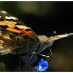 Schmetterling am Rande vom Rapsfeld