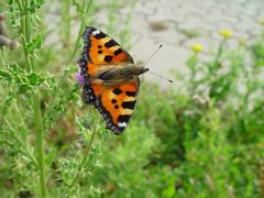 Schmetterling am Rhein bei Wesel
