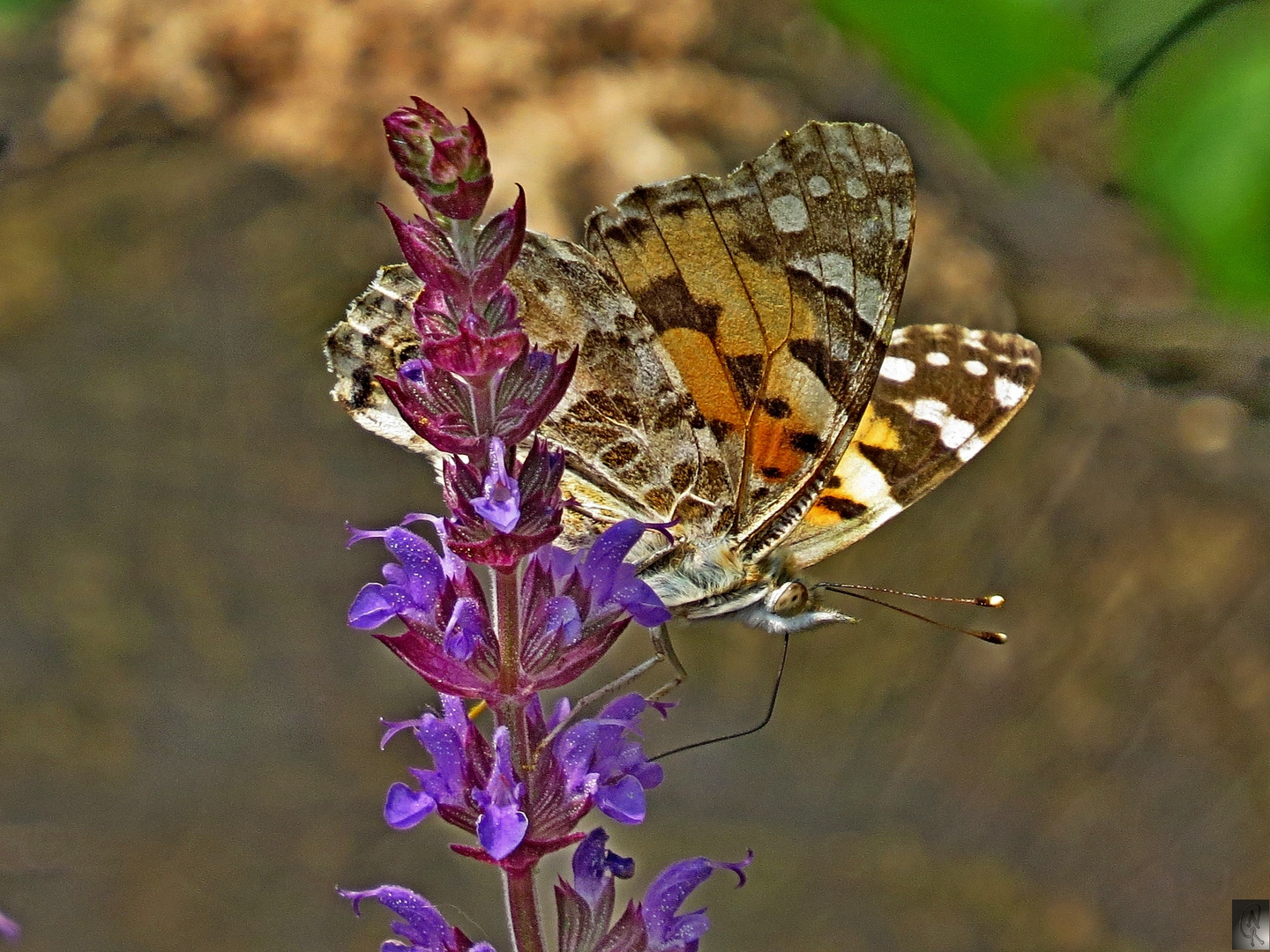 Schmetterling am Salbei