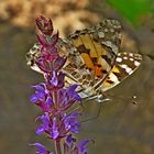 Schmetterling am Salbei