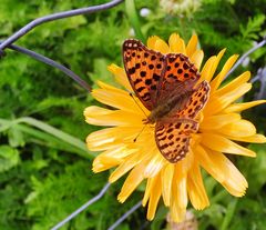 Schmetterling am Samstag