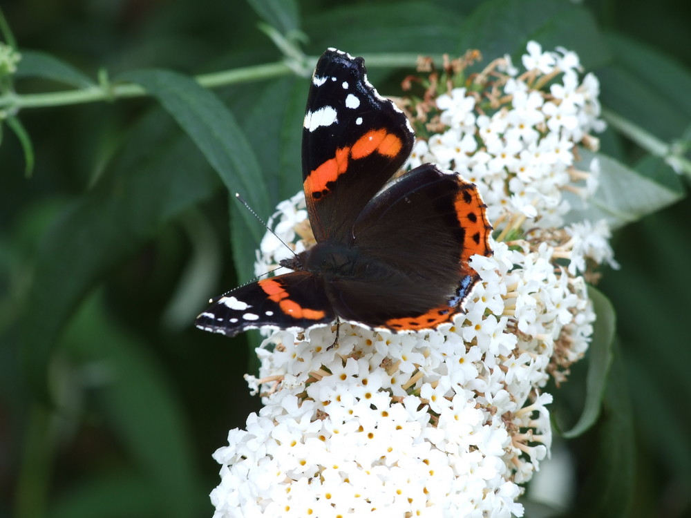 Schmetterling am Schmetterlingsflieder