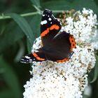 Schmetterling am Schmetterlingsflieder