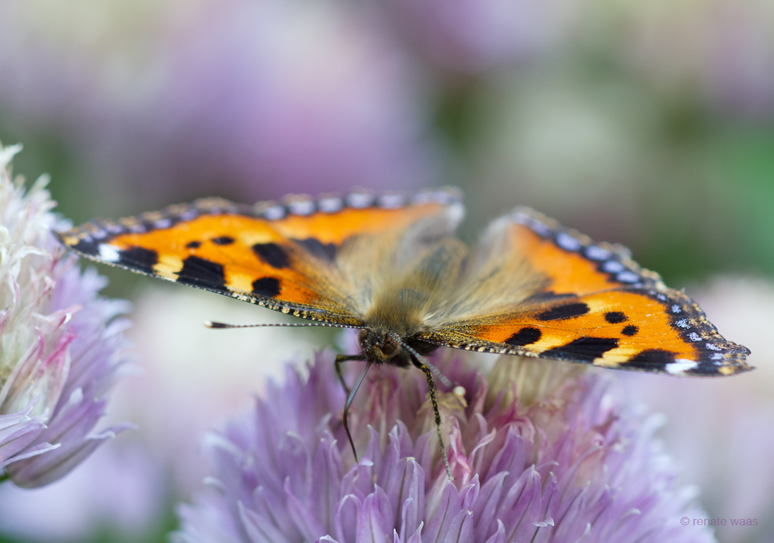 Schmetterling am Schnittlauch