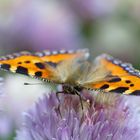 Schmetterling am Schnittlauch