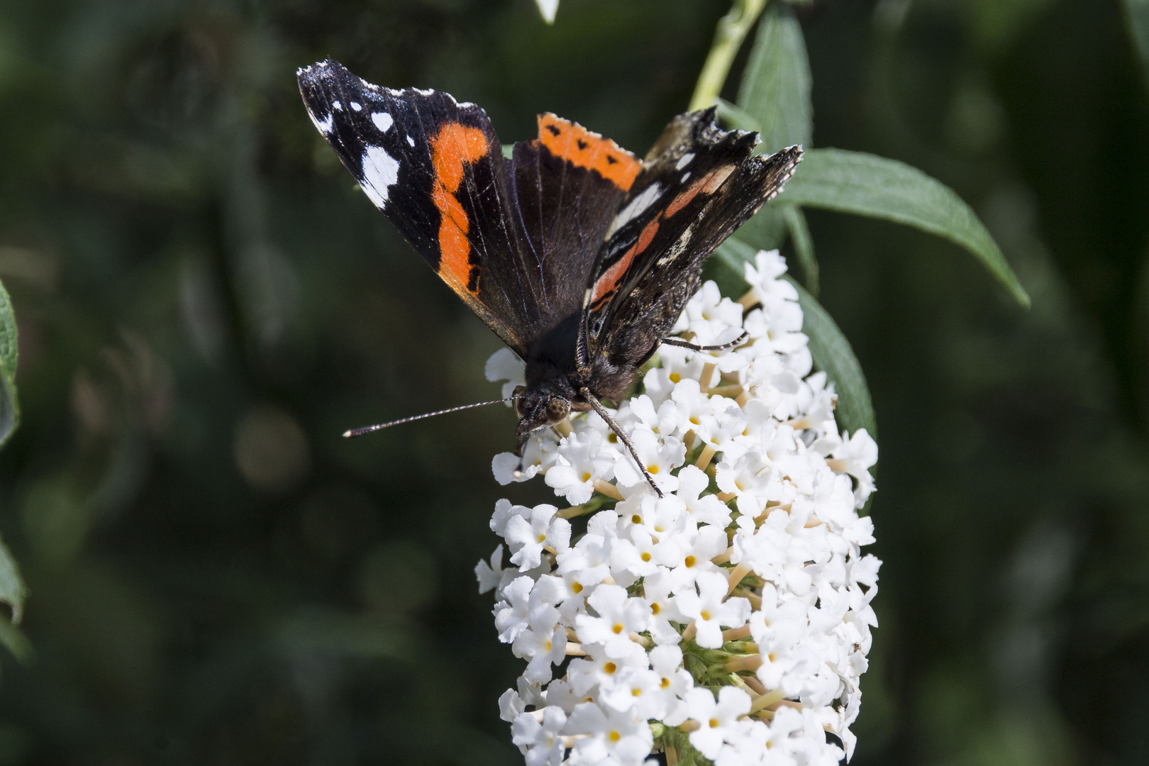 Schmetterling am Sommerflieder