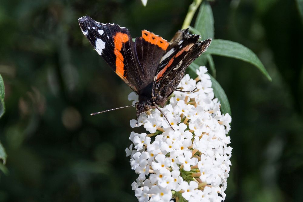 Schmetterling am Sommerflieder