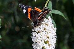 Schmetterling am Sommerflieder