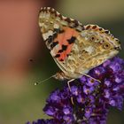 Schmetterling am Sommerflieder