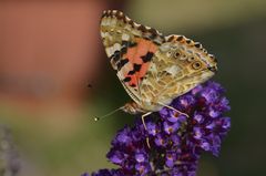 Schmetterling am Sommerflieder