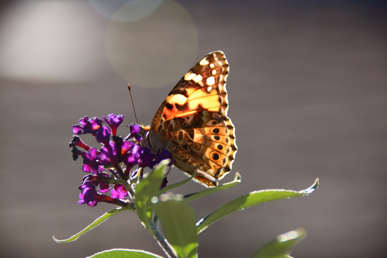 Schmetterling am Sommerflieder