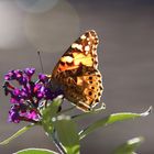 Schmetterling am Sommerflieder