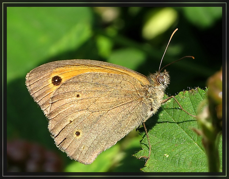 Schmetterling (am späten Nachmittag)