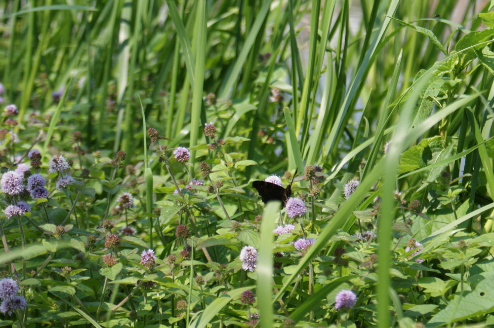 Schmetterling am Stadtsee