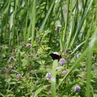 Schmetterling am Stadtsee