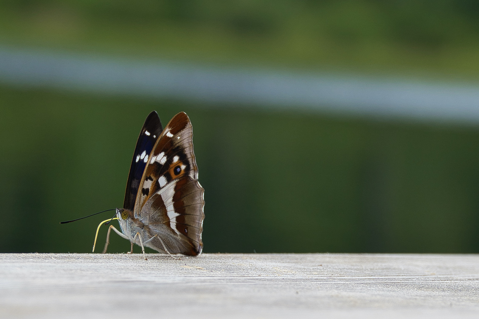 Schmetterling am Steg