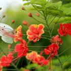 schmetterling am stolz von barbados strauch