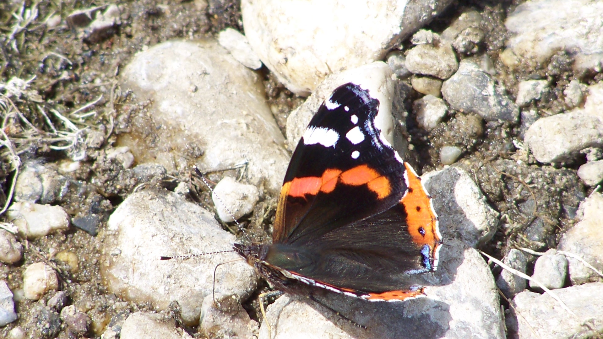 Schmetterling am Strand