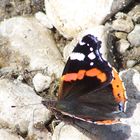 Schmetterling am Strand