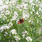 Schmetterling am Strand