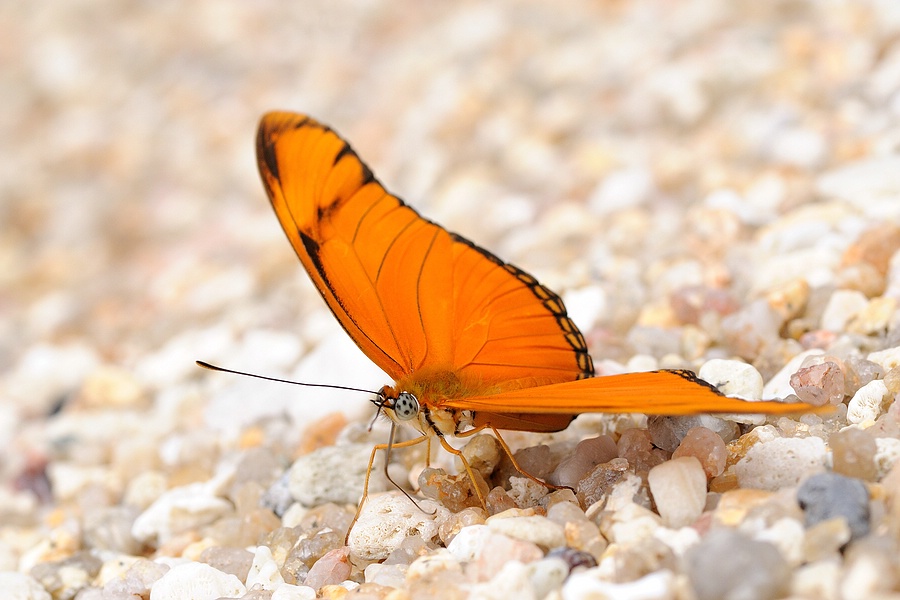 Schmetterling am Strand