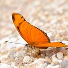 Schmetterling am Strand