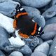 Schmetterling am Strand