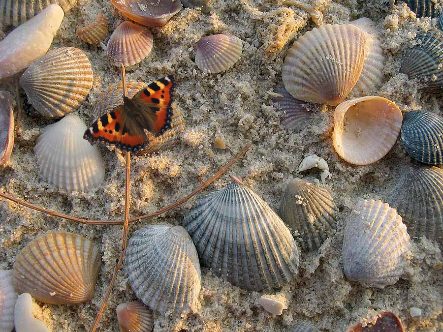 Schmetterling am Strand